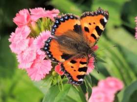 Immer weniger SCHMETTERLINGE in der NATUR,....WARUM NUR ? (Copyright: Karl Gradwohl), © Wiener Alpen in Niederösterreich - Bad Schönau