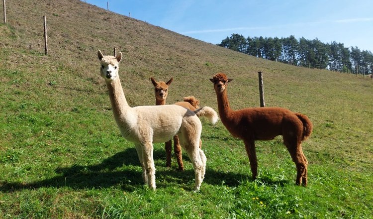 Bob, Dave & Zeus am Leitenviertler Alpakahof, © Tanja Piribauer, Leitenviertler Alpakahof