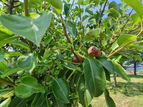 Obstlehrpfad Hollenthon, © Wiener Alpen in Niederösterreich - Bad Schönau