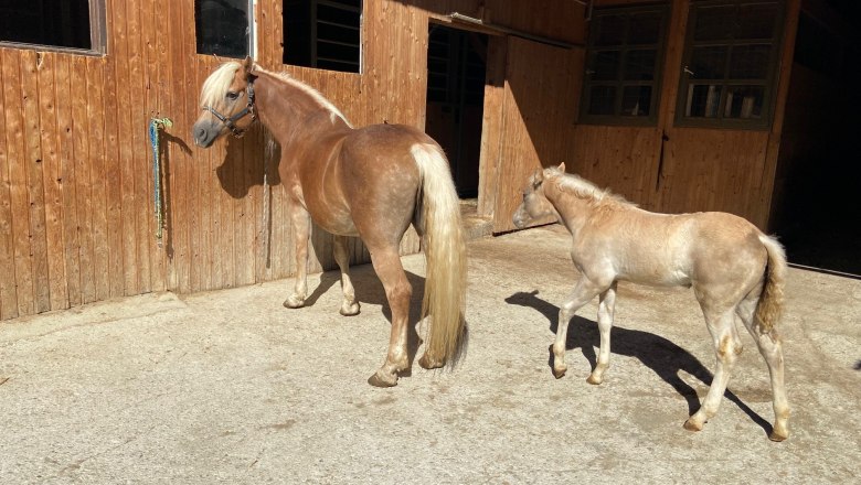 Haflinger, © Wiener Alpen