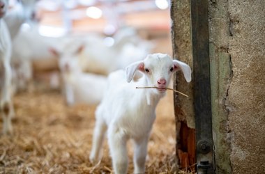 Ziegenkitze im Frühling auf Mandl's Ziegenhof, © NÖW, Daniel Groller