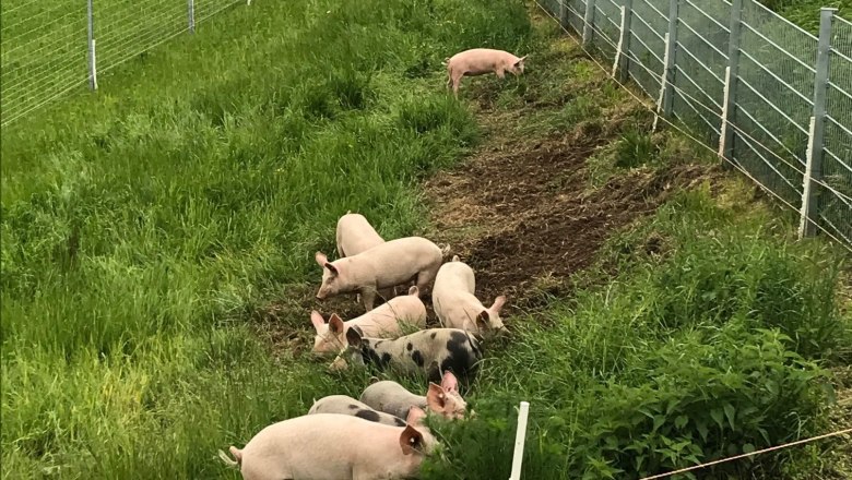 Schweine auf dem Biohof Bernsteiner, © Gerhard Heinrich