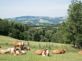 Mountainbiken in der Buckligen Welt, © © Krumbacherhof