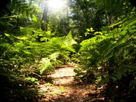 Wald, © Uwe Wagschal_pixelio.de