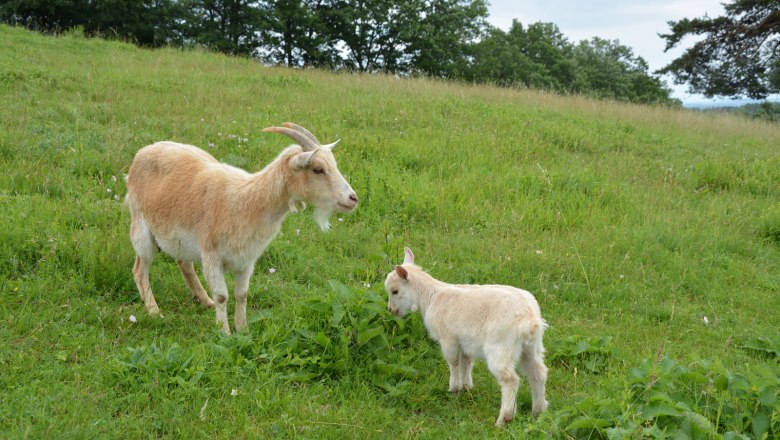 Ziegen-Mama mit Ziegen-Baby, © Gemeinde Schwarzenbach