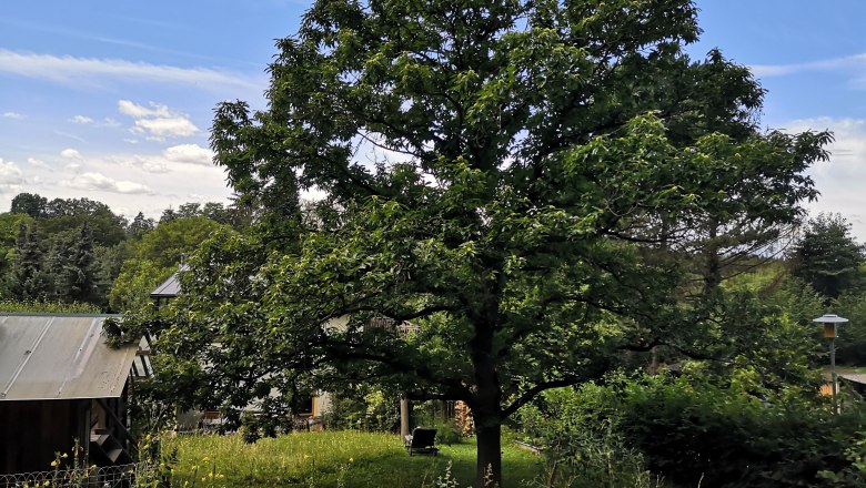 Waldgarten - Maronibaum, © "Natur im Garten"