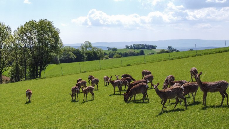 Sikawild auf dem Biohof Bernsteiner, © Gerhard Heinrich