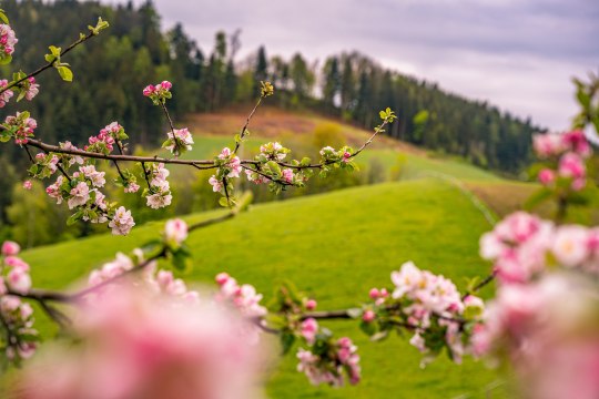 Almavirágzás a Buckligen Weltben, © Wiener Alpen, Luckerbauer