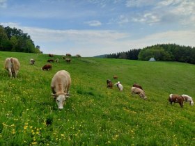 Die Tiere auf dem MaVi-Hof, © MaVi-Hof