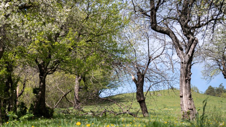 Frühlingshafte Natur am Meilensteinweg, © Claudia Schlager