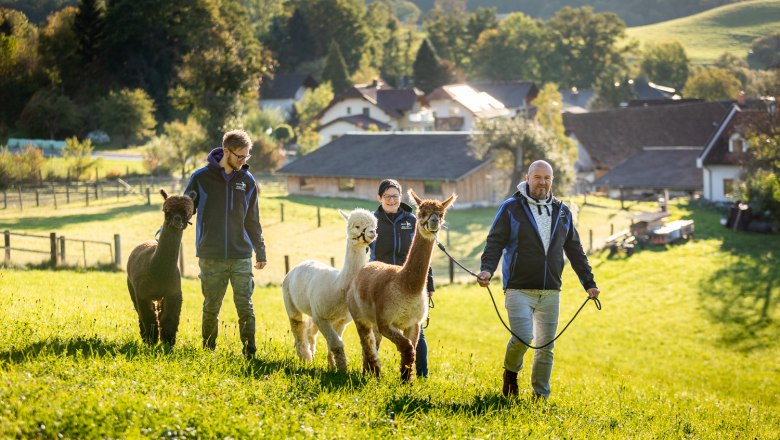 Ederers Alpakahof mit Hofladen, © Wiener Alpen, Christian Kremsl