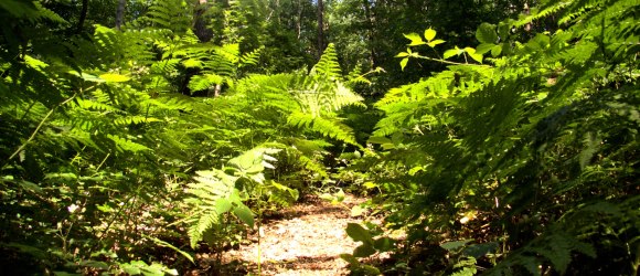 Wald, © Uwe Wagschal_pixelio.de