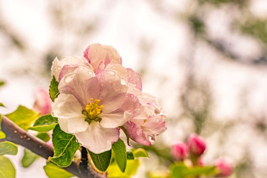 Blooming sea of flowers, © Wiener Alpen, Luckerbauer