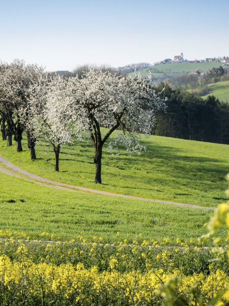 Frühling in der Buckligen Welt, © Wiener Alpen, Franz Zwickl