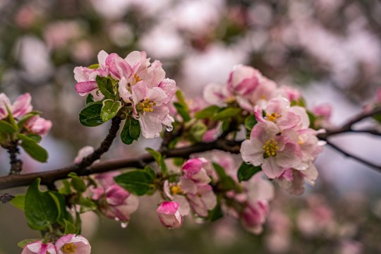 The flowers later become high quality apples, © Wiener Alpen, Luckerbauer